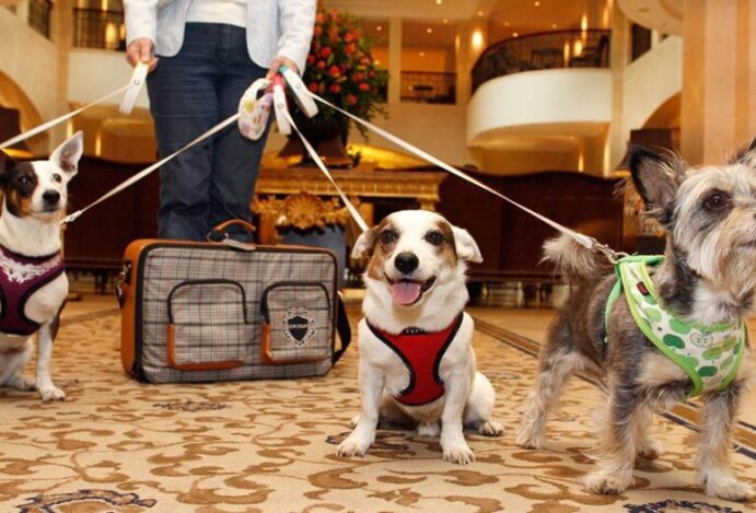 Conheça restaurantes, bares e cafés Pet Friendly