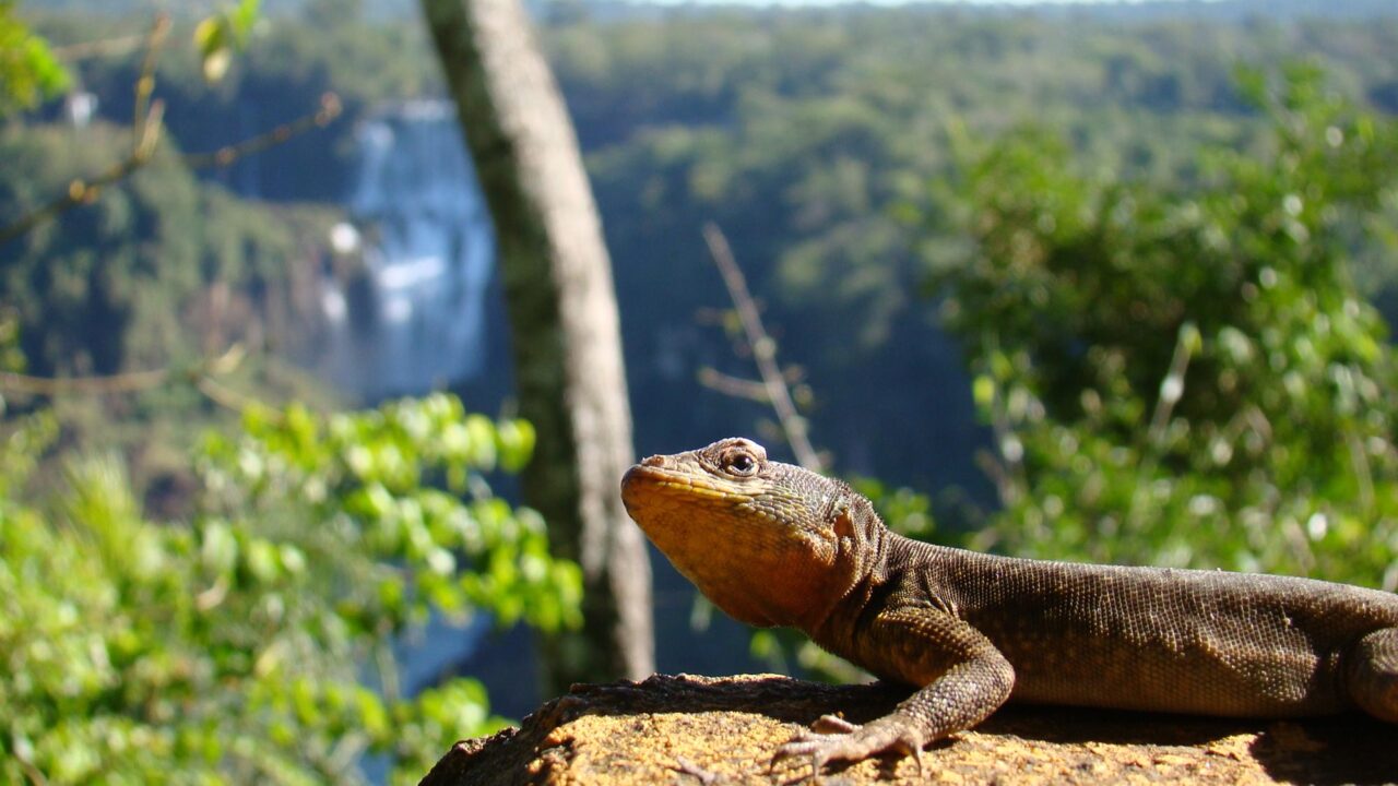 6 razões para visitar Foz do Iguaçu.. visitar Foz do Iguaçu Lagarto na Trilha das Cataratas