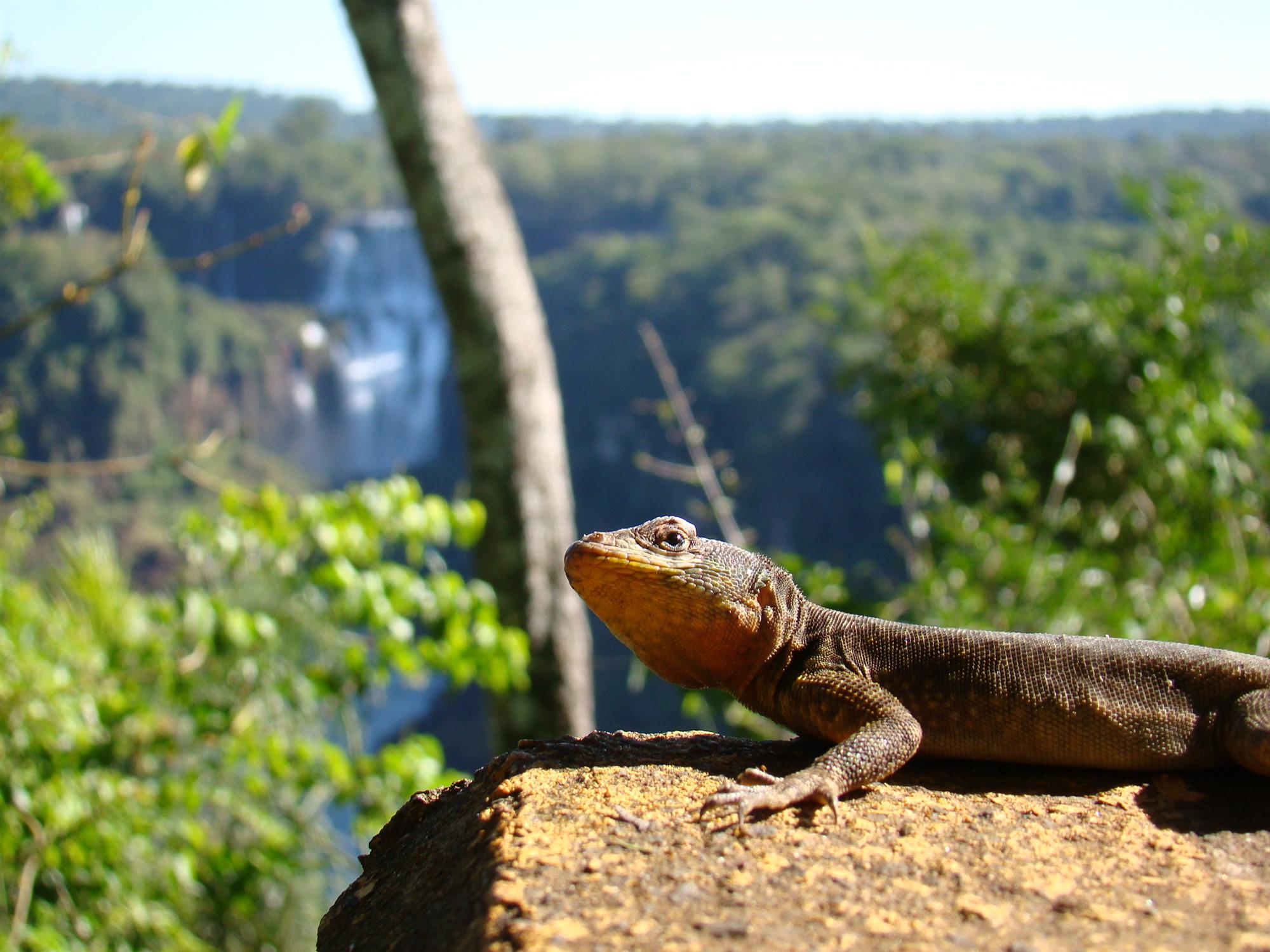 visitar Foz do Iguaçu Lagarto na Trilha das Cataratas