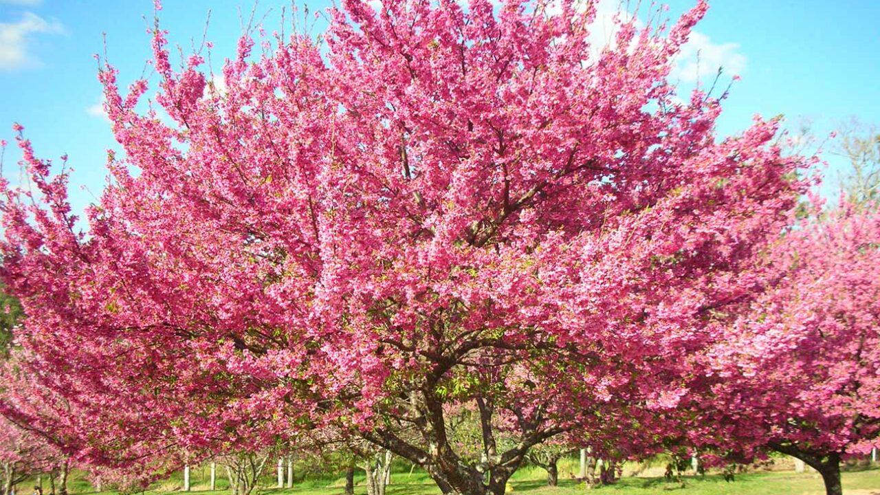 Desbravando Campos do Jordão na Primavera: Uma Aventura Inesquecível para Crianças Campos do Jordão diversão Parque das Cerejeiras