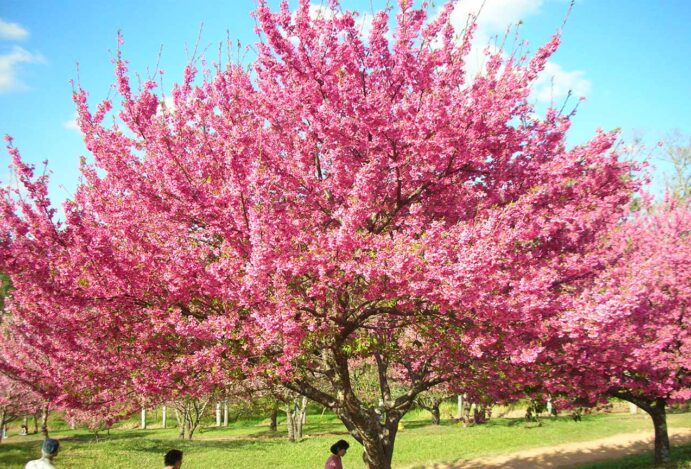 Desbravando Campos do Jordão na Primavera: Uma Aventura Inesquecível para Crianças