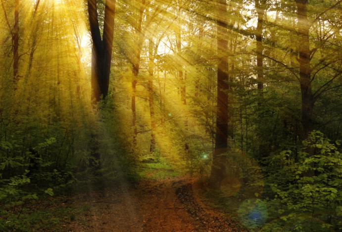 Ilha dos Arvoredos: Um Encontro com a Sustentabilidade e a Ciência