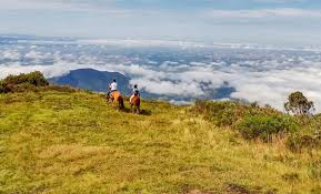 Caminhada na Floresta da Mantiqueira em Campos do Jordão: Conexão com a Natureza