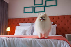 Viagem com Pets para o Guarujá – O Que Fazer e Onde se Hospedar?