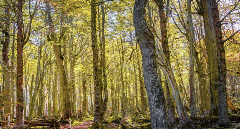 Pai, herói e turista em Araxá: um Dia dos Pais com história e natureza!
