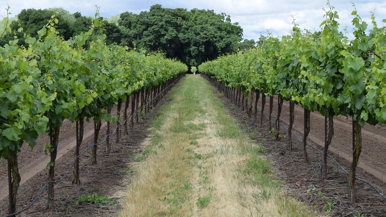 Rota da Uva: o bate-volta com aroma de tradição nas redondezas de Piracicaba