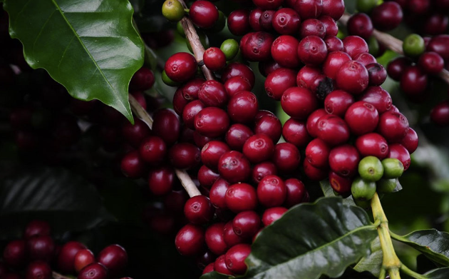 Aroma no ar e festa na praça Poços de Caldas convida para a Festa do Café 2025