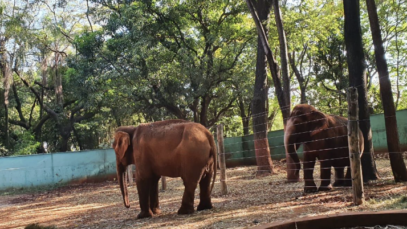 Bosque e Zoológico Fábio Barreto: Refúgio Natural e Conservação Ambiental em Ribeirão Preto