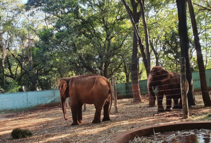 Bosque e Zoológico Fábio Barreto: Refúgio Natural e Conservação Ambiental em Ribeirão Preto