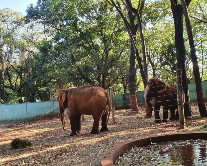 Bosque e Zoológico Fábio Barreto Refúgio Natural e Conservação Ambiental em Ribeirão Preto Bosque e Zoológico Fábio Barreto: Refúgio Natural e Conservação Ambiental em Ribeirão Preto
