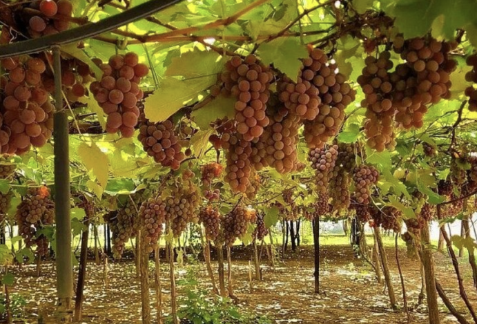 Rancho das Videiras: Experiência Única de Turismo Rural em Araçatuba